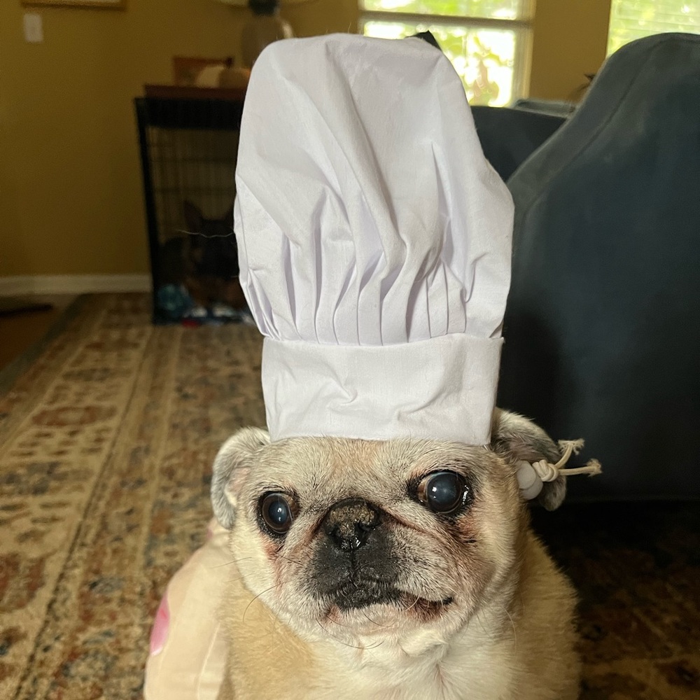 Pet Halloween Costume